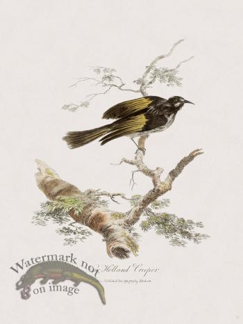 15 New Holland Caffowary